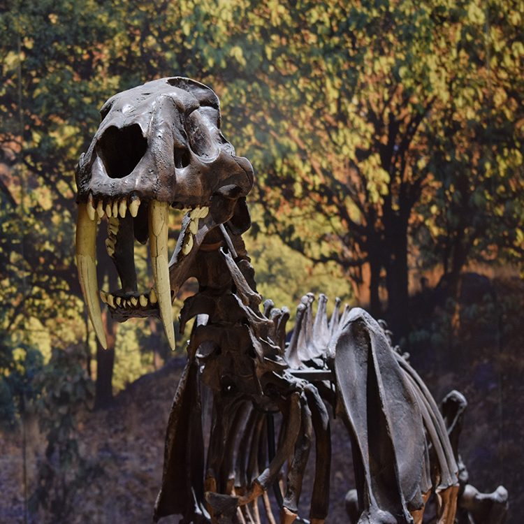 museo de paleontología