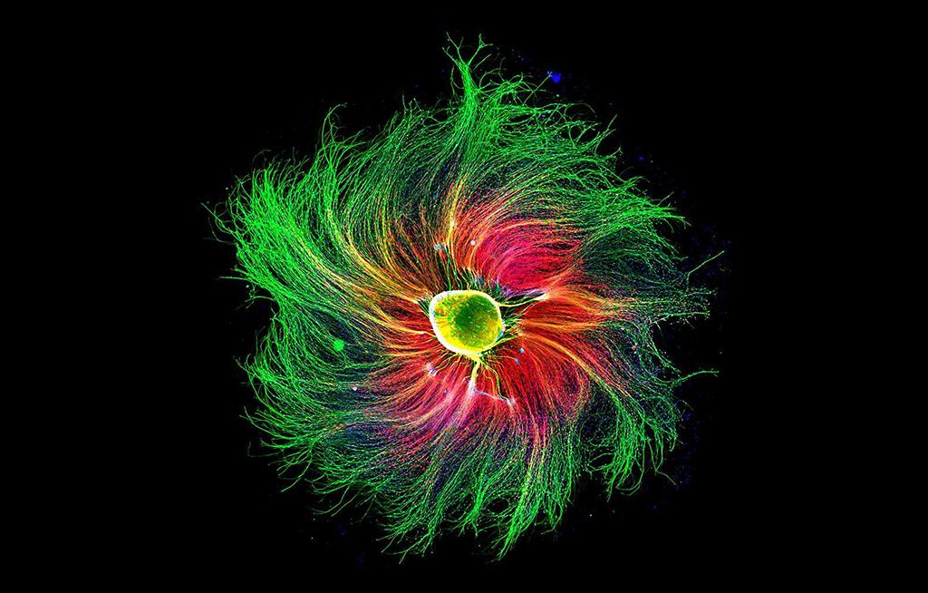 revistas cientificas nature