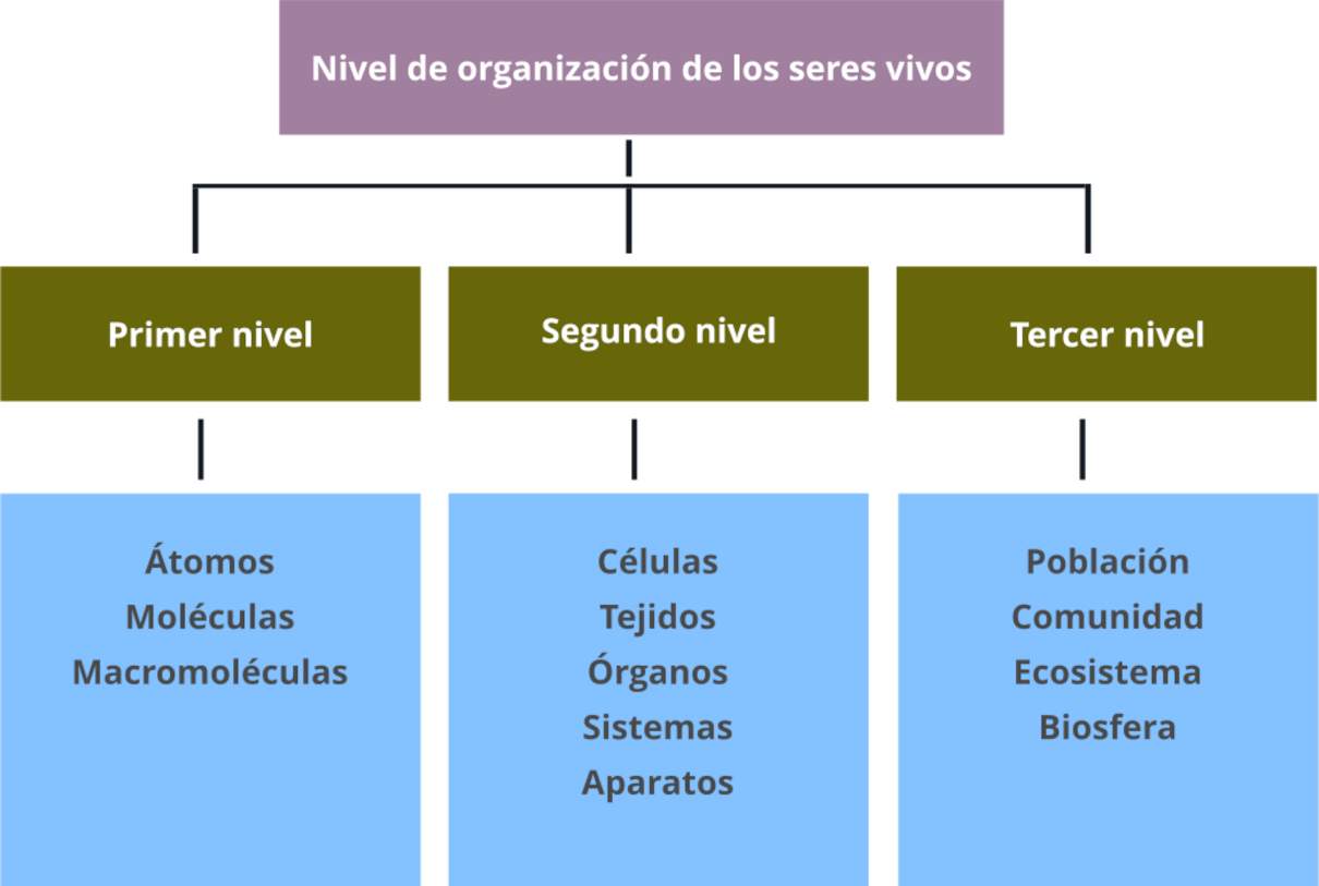 composicion quimica de los seres vivos